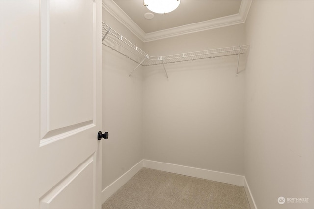 walk in closet featuring carpet floors