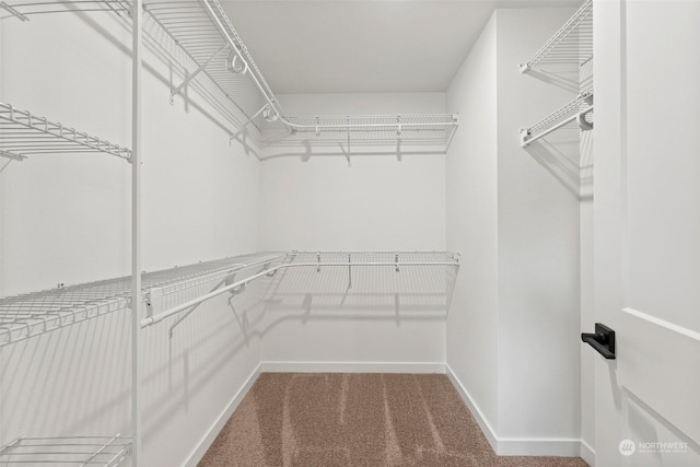 spacious closet featuring carpet floors