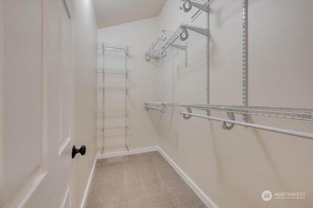 spacious closet featuring carpet