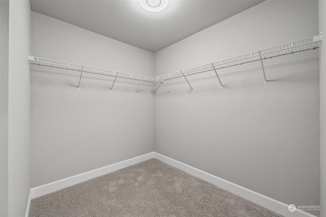 walk in closet featuring carpet floors