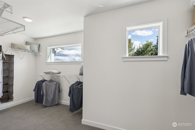 walk in closet with carpet flooring