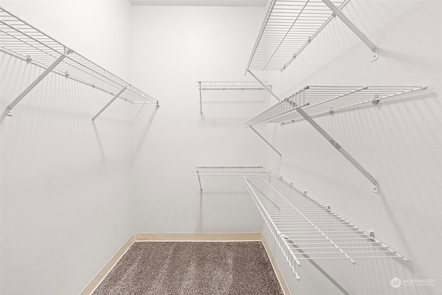 spacious closet featuring carpet