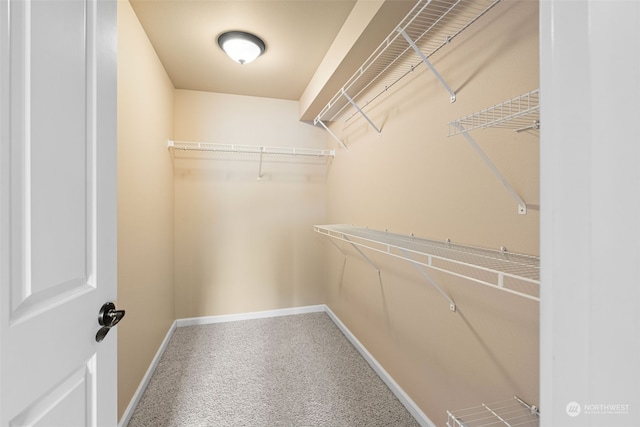 walk in closet with carpet floors