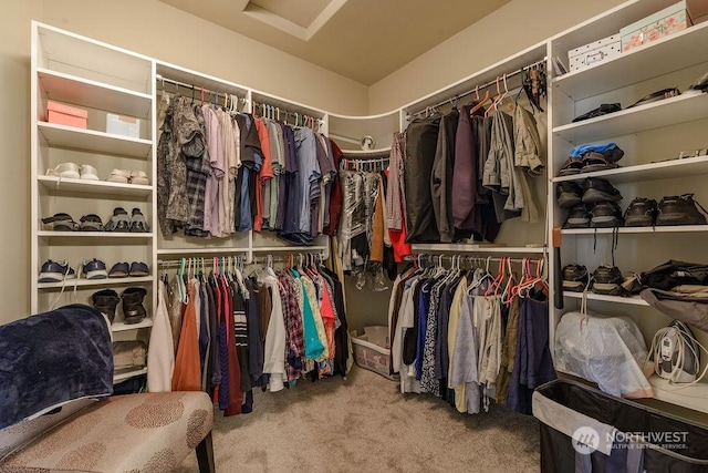 spacious closet featuring carpet