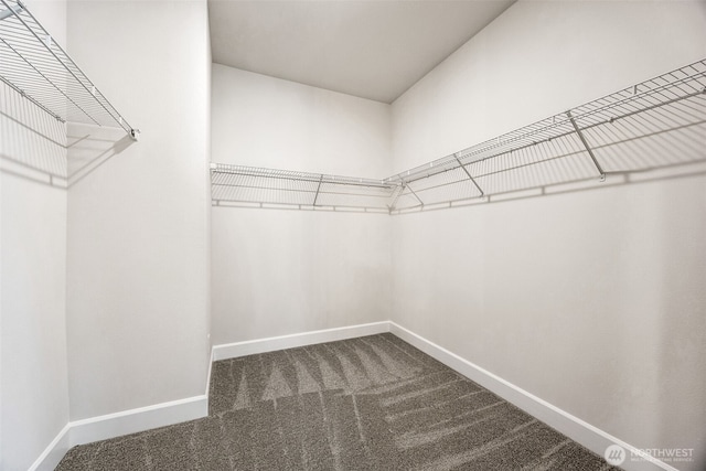 walk in closet with carpet flooring