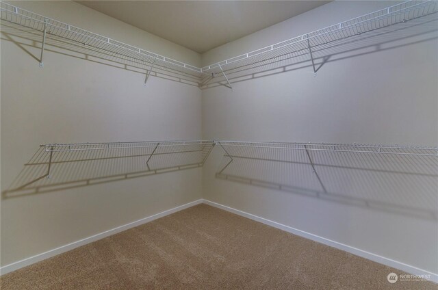 spacious closet with carpet floors