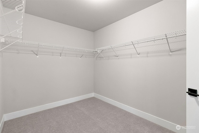 walk in closet featuring carpet floors