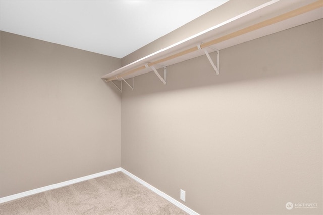 spacious closet with carpet