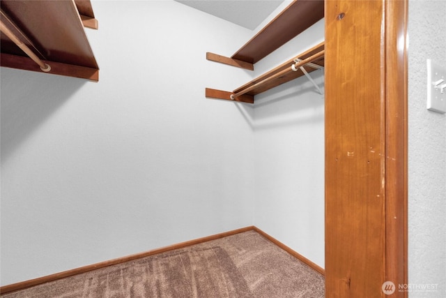 spacious closet featuring carpet