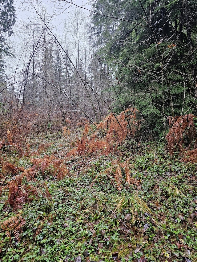 view of local wilderness