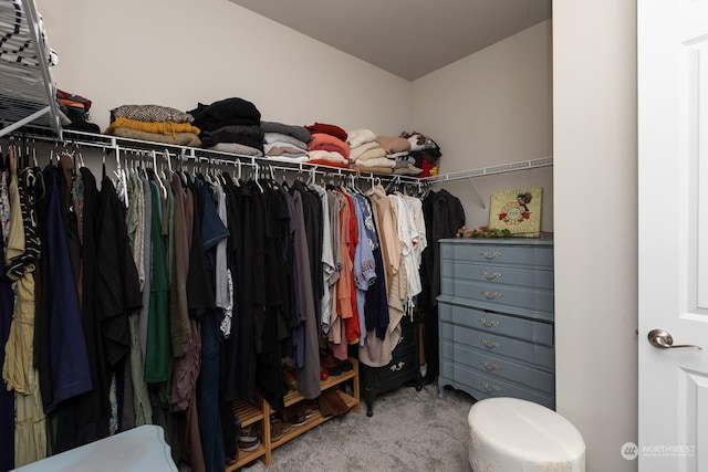 walk in closet featuring vaulted ceiling and carpet