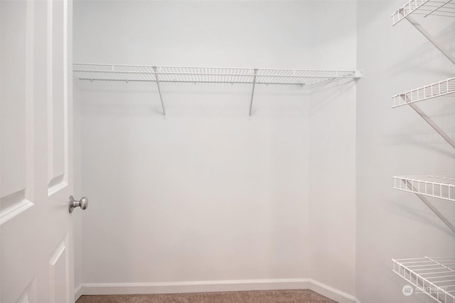 spacious closet featuring carpet flooring