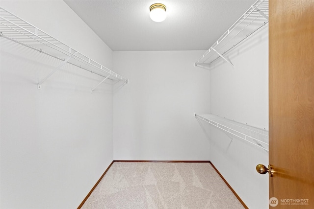 walk in closet featuring carpet flooring