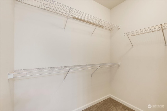 walk in closet with carpet flooring