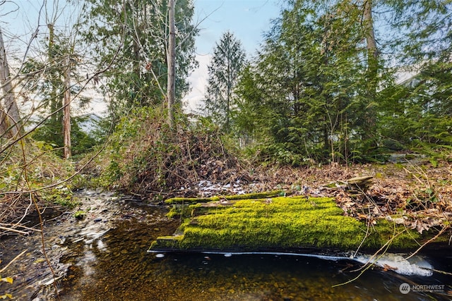 view of local wilderness