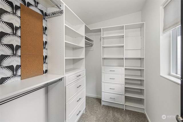 walk in closet with carpet flooring