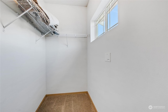 walk in closet with carpet flooring