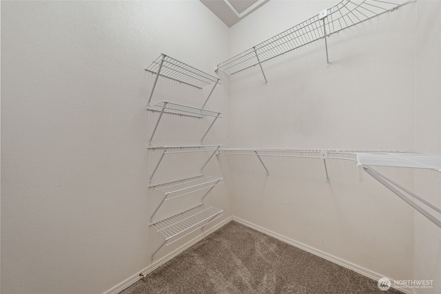 walk in closet with carpet floors