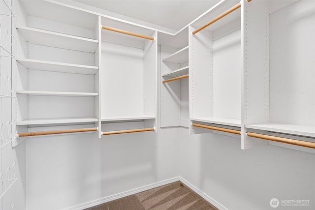 spacious closet featuring carpet