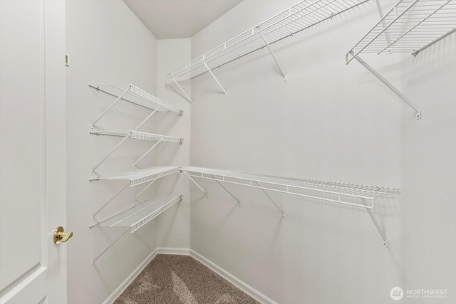 walk in closet featuring carpet floors