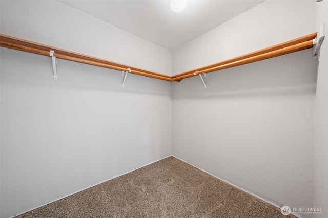 walk in closet featuring carpet flooring