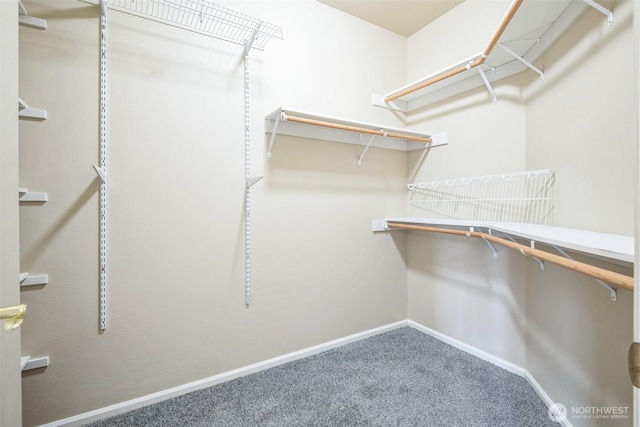 spacious closet featuring carpet floors