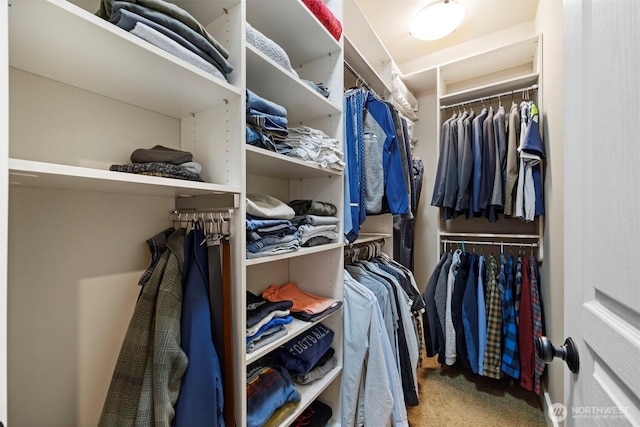 walk in closet with carpet flooring