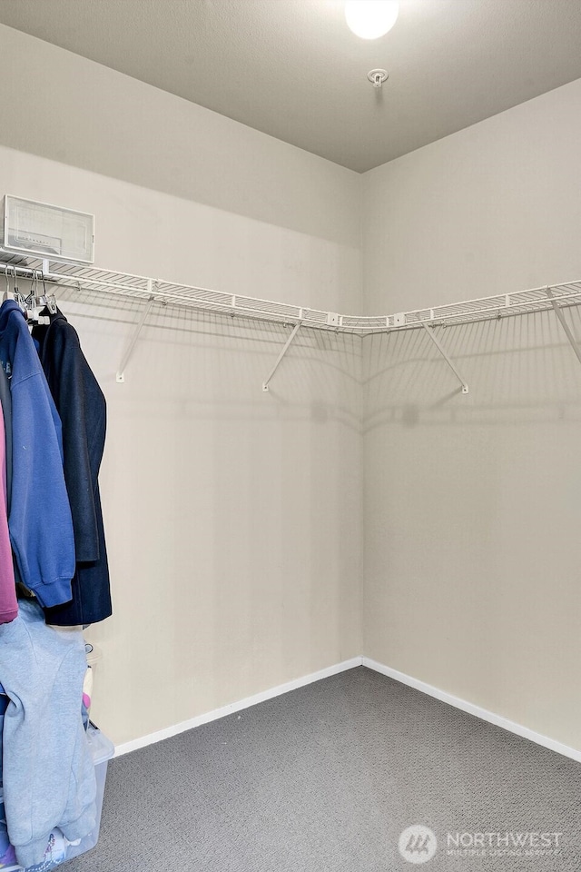 spacious closet featuring carpet