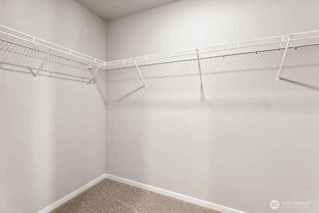 walk in closet with carpet floors