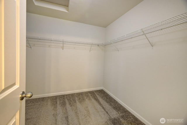 spacious closet featuring carpet flooring