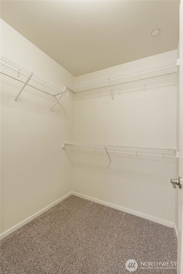 walk in closet with carpet floors