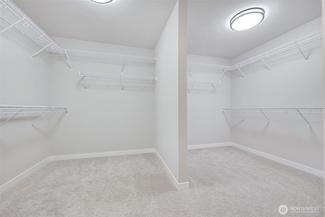 walk in closet with carpet floors