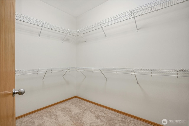 walk in closet featuring carpet floors