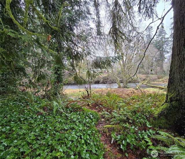 view of local wilderness