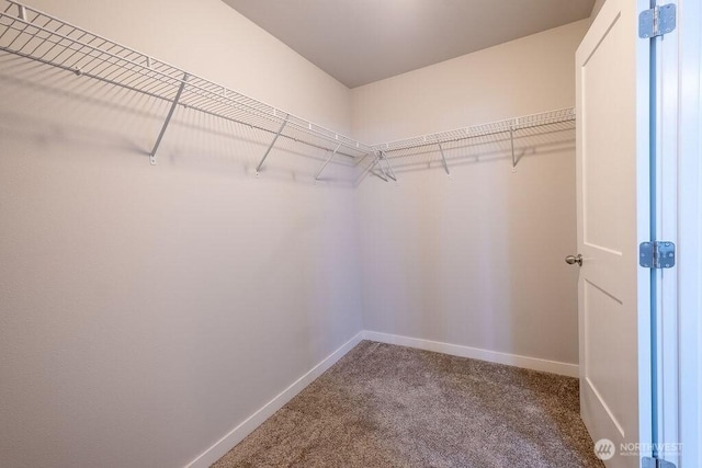 spacious closet featuring carpet floors