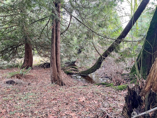 view of local wilderness with a wooded view