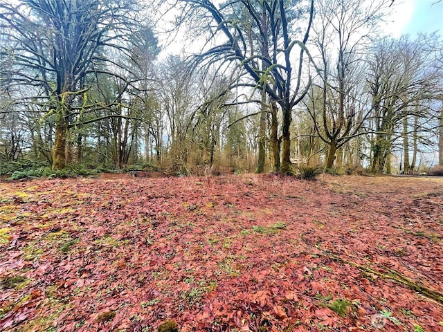 view of local wilderness