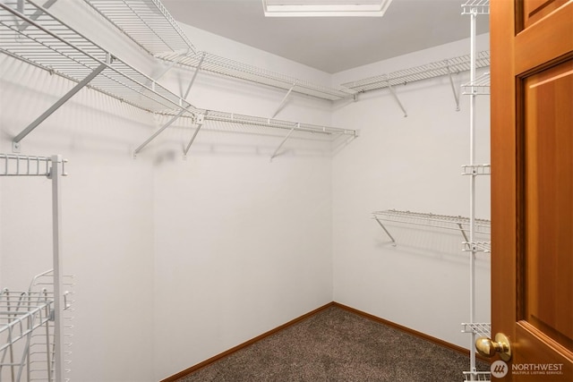 walk in closet featuring carpet flooring