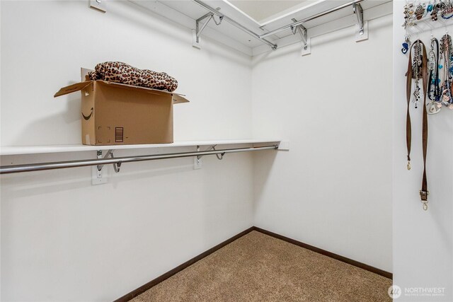 spacious closet featuring carpet flooring