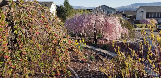 view of yard featuring a mountain view