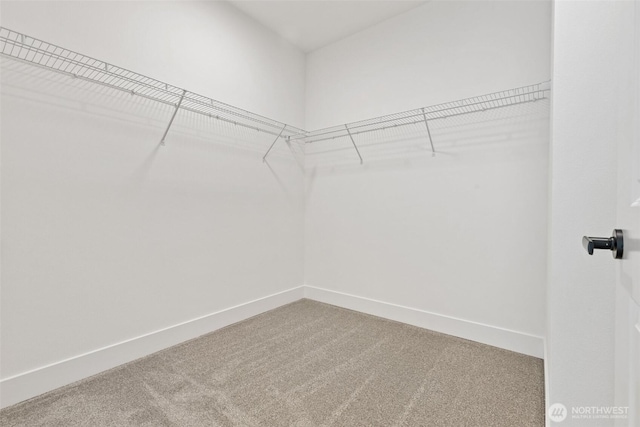 walk in closet with carpet flooring