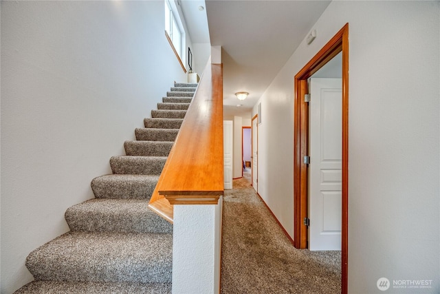 staircase with carpet floors