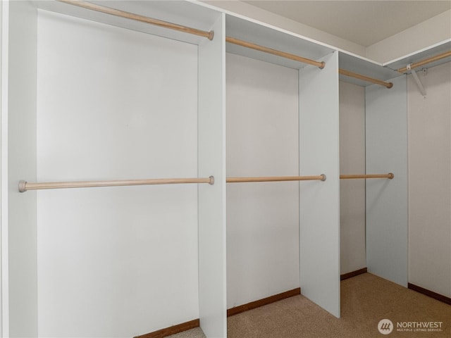 walk in closet with carpet floors