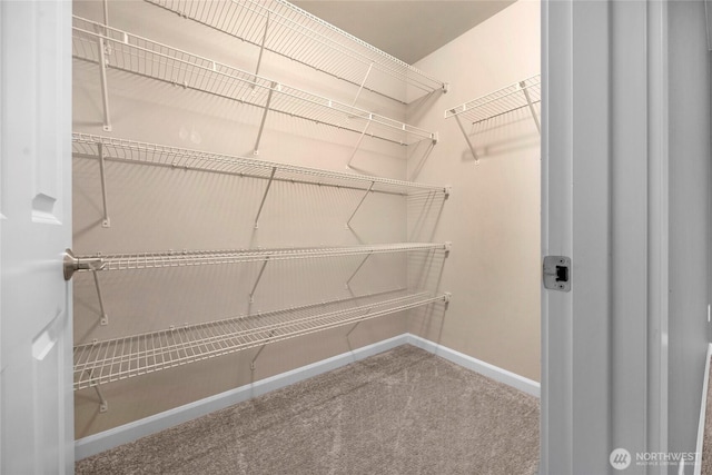 walk in closet with carpet floors