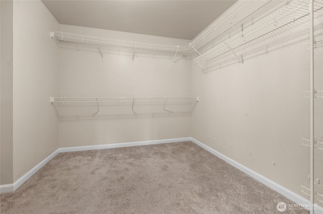 spacious closet featuring carpet floors