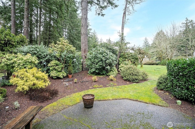 view of yard featuring a patio area