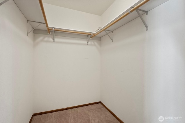 spacious closet featuring carpet flooring