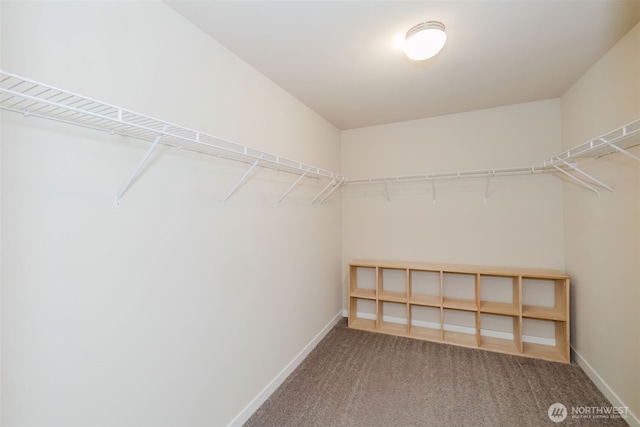 spacious closet featuring carpet flooring