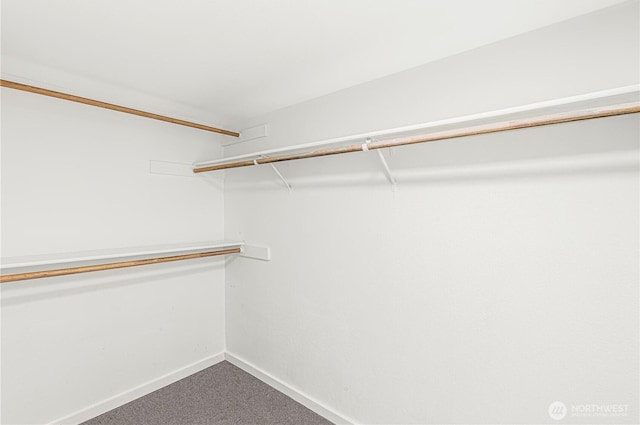 spacious closet featuring carpet flooring