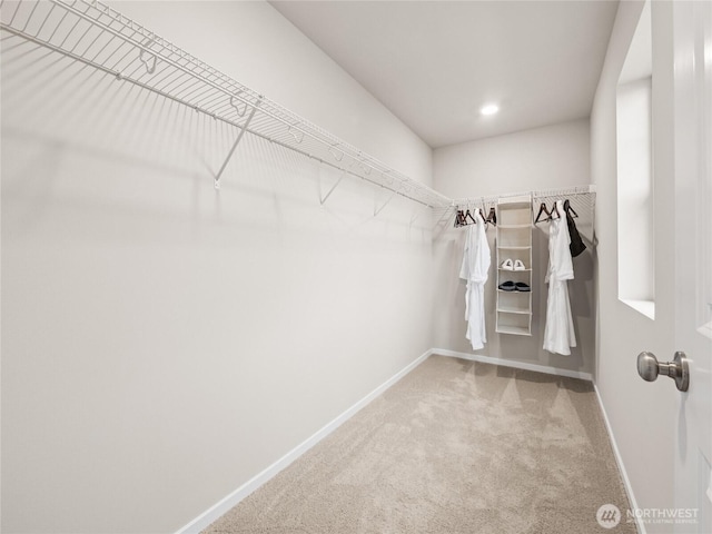 spacious closet featuring carpet floors